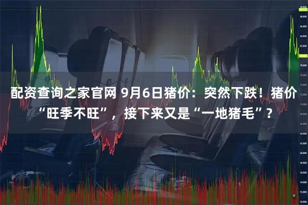 配资查询之家官网 9月6日猪价：突然下跌！猪价“旺季不旺”，接下来又是“一地猪毛”？